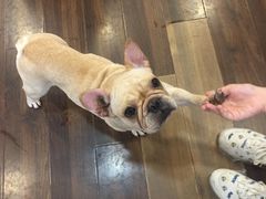 -柯斗斗主题餐厅·狗咖·围炉煮茶·茶饮(国瑞升平里店)