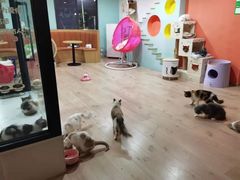 -Bastet sally猫舍购宠(静安店)