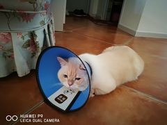 -高德24h动物医院