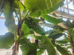 -石家庄市植物园