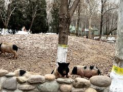 -北京野生动物园