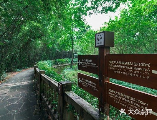 熊猫基地游玩攻略～可爱的大熊猫🐼