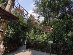 -西双版纳原始森林公园