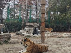 -上海野生动物园老虎餐厅