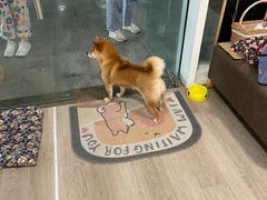 -柴迷FANS CLUB·柴犬狗咖·猫咖