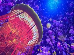 -海合安武汉极地海洋公园