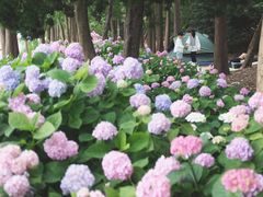 -上海滨江森林公园