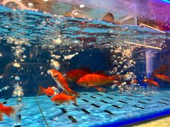 -海底捞火锅(长宁路龙之梦店)