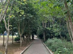 -南宁良凤江国家森林公园