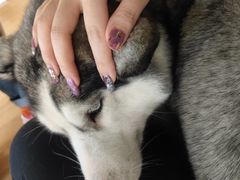 -Husky Go! 哈士奇体验馆·宠物咖啡厅狗咖