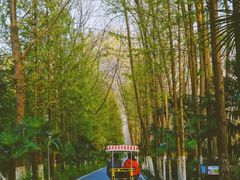 -合肥滨湖国家森林公园