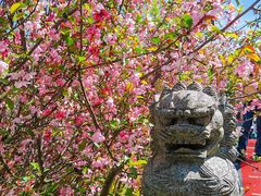 -南汇桃花村