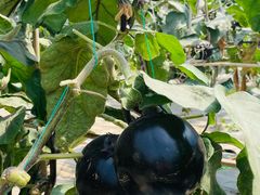 -甜心庄园·甜心草莓采摘园(西青中北店)