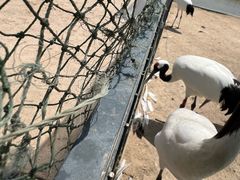 -盐城丹顶鹤湿地生态旅游区