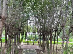 -西青郊野公园