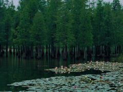 -白鹭湾湿地公园