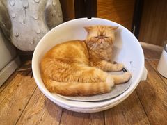 -more than meow吴止猫主题餐厅(承德 中船汇店)