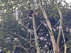 -都江堰中华大熊猫苑