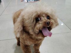 -佳雯宠物医院·皮肤科·内外科(春晓路分院)