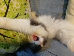 -李小姐の猫咖啡馆(五角场店)