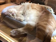 -小时光咖啡馆(开森度假森林店)