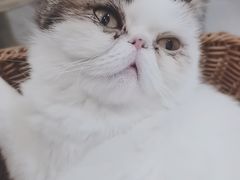 -共舞时光猫咖·狗咖(新街口店)