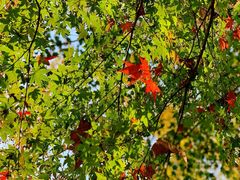 -上海共青森林公园