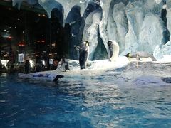 -帝企鹅自助餐厅•儿童岛•真企鹅(长隆企鹅酒店)