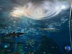 -海合安武汉极地海洋公园