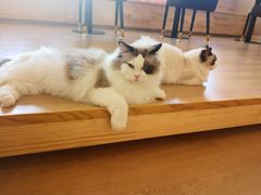 -猫腻·猫咖·撸猫馆(星光大道店)