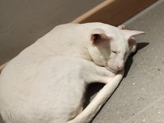 -飞行喵MR PILOT|猫舍·猫咖(静安大融城店)