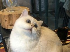 -喵屿·大理花园猫咖