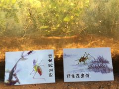 -上海大自然野生昆虫馆(东方明珠·爬宠昆虫探索中心)