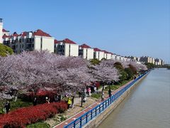 -高东镇樱花园
