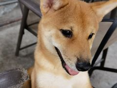 -柴犬高等学院·狗咖·柴犬售卖·宠物训练