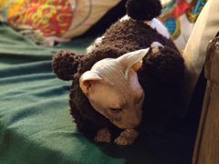 -more than meow吴止猫主题餐厅(承德 中船汇店)