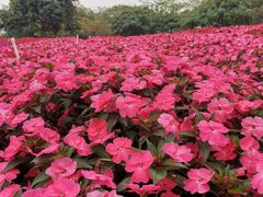 -松山湖梦幻百花洲