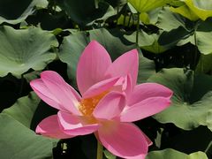 -莲花池公园