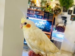-吉丁鸟咖·异宠·寄养