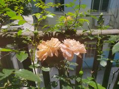 -馬蘭花開(车站大道店)