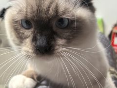 -瑞派·关忠动物医院·猫专科·犬专科(三环新城店)