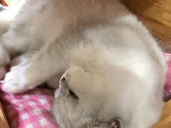 -猫亿天猫咖