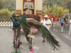 -西双版纳勐泐文化旅游区