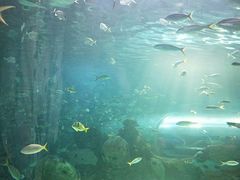 -瑞普利水族馆