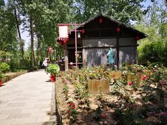 -合肥滨湖国家森林公园