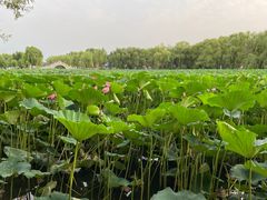 -长春市南湖公园