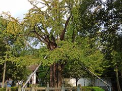 -上海佘山国家森林公园天马山园