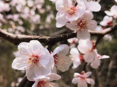 -北京鹫峰国家森林公园