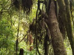 -怀托摩萤火虫洞