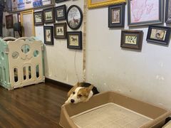 -柯斗斗主题餐厅·狗咖·围炉煮茶·茶饮(国瑞升平里店)